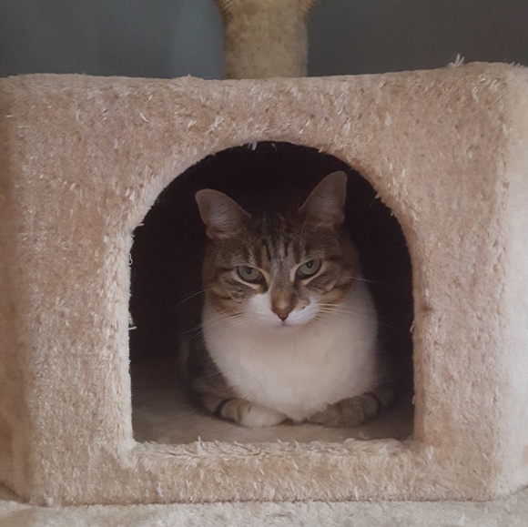 Meet your Posher, Sharon - Picture 1 of 1